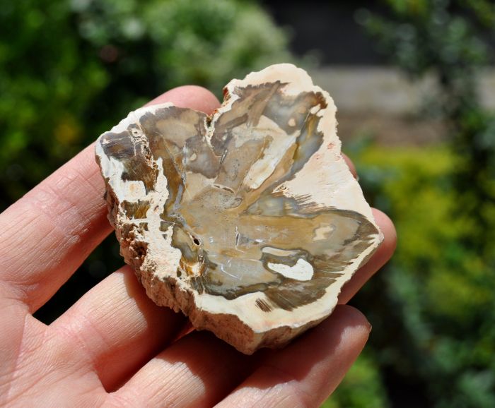 Polished Petrified Wood Slice from Madagascar, Fossilized Wood -  65 grams - Polished on one side