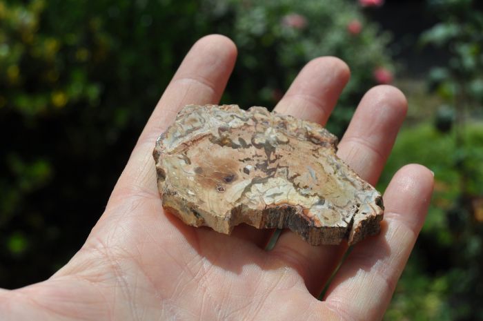 Crystallized Wood Slice from Madagascar, Polished Fossilized Wood -  41 grams - 1,44 Oz